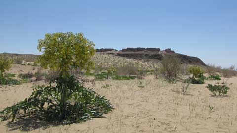 Asafoetidapflanze in der Wüste