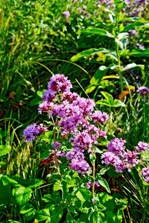 Oregano in voller Blüte