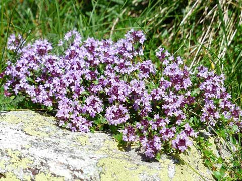 Blühender Thymian