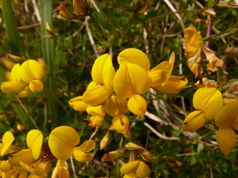 Bockshornklee Blütezeit Bockshornklee Blüte