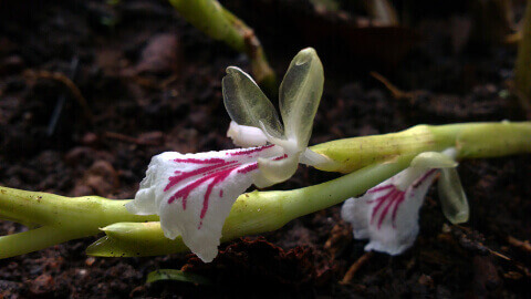 Cardamom Blüte Grossansicht