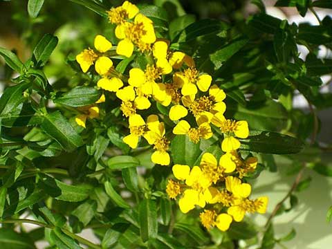 Estragon einzelne Blüte Estragonblüte
