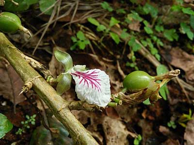 Cardamom Blüte
