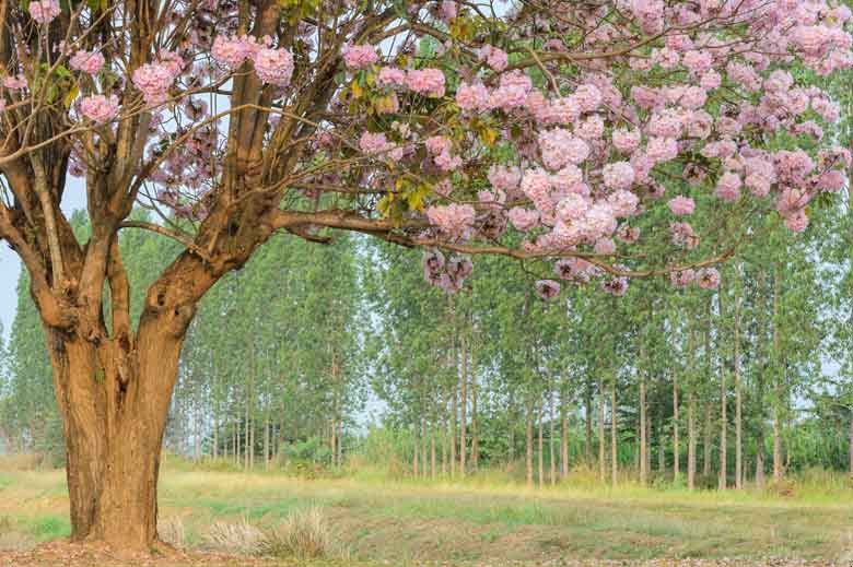 Tabebuia impetiginosa Lapacho-Baum