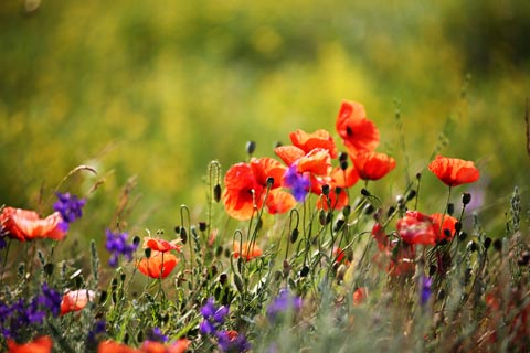 Verschiedene Mohnblüten im Gras