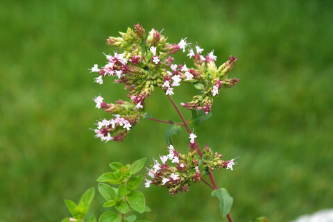 Oreganoblüte Oregano-Blüte