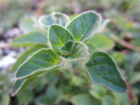 Oregano Pflanze Oreganopflanze