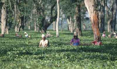 Tee-Anbau Assam
