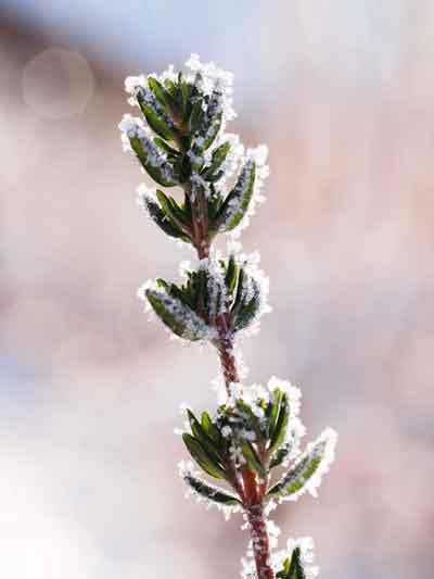 Thymian im Morgentau