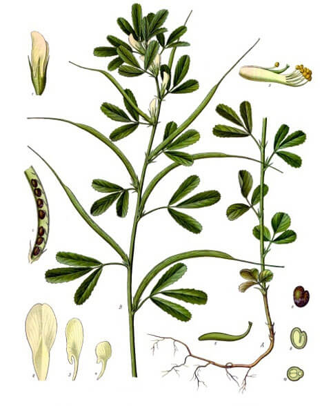 trigonella-foenum-graecum.jpg