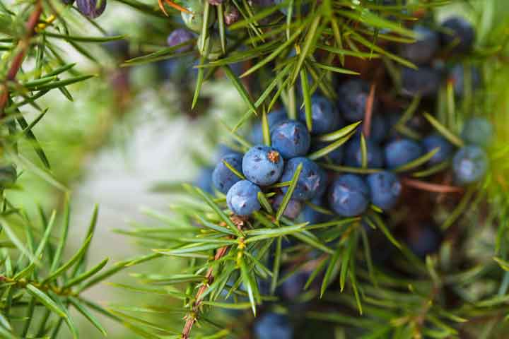 Wacholderzweig mit frischen Beeren